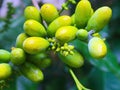 Gnetum gnemon yellow fruits on tree branch. Royalty Free Stock Photo