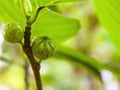 Ficus fistulosa fruits Royalty Free Stock Photo