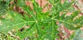 Teksture view papaya leaf Royalty Free Stock Photo