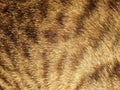 tekture abstract cat hair background. cat fur background Royalty Free Stock Photo