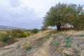 Tel Anafa, footpath and old Pistacia atlantica trees Royalty Free Stock Photo