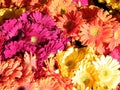 Tel Aviv carpet of asters 2011