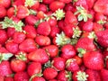 Tel Aviv carpet of strawberry 2012