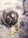 Embryo in the Womb - by Leonardo Da Vinci. Detail