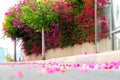 Colorful bougainvillea flowers covering the road in the Tel Aviv University, Israel
