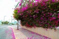 Colorful bougainvillea flowers covering the road in the Tel Aviv University, Israel