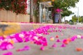 Colorful bougainvillea flowers covering the road in the Tel Aviv University, Israel