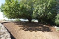Large pistachio tree in Israel