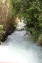 Tel Dan River Nature Reserve, North Israel Royalty Free Stock Photo