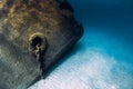 Telamon wreck ship underwater in blue ocean near Arrecife, Lanzarote, Spain