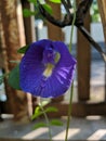 Telang flower with blue color