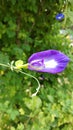 Telang flower, a blue flower