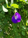 Telang Flower or Clitoria ternatea or Butterfly pea flower Royalty Free Stock Photo
