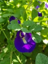 Telang Flower or Clitoria ternatea or Butterfly pea flower Royalty Free Stock Photo