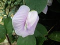 A telang flower color purple