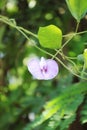 Focus on the telang flower with the scientific name Clitoria ternatea,