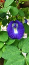 Telang flower & x28; Clitoria ternatea & x29;, flower for herb and blue natural food coloring