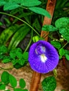 A Telang flower or Clitoria ternatea is a vines commonly found in the yard. Royalty Free Stock Photo