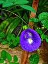 A Telang flower or Clitoria ternatea is a vines commonly found in the yard.