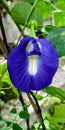 Telang flowers have the scientific name Clitoria ternatea