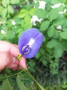 Telang plant with its pretty flowers