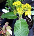 Telanthophora grandifolia, Giant Groundsel