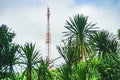 The telecom tower with blue sky. Telecommunications antenna tower in the morning. A large telephone pole and Dracaena Loureiro Gag Royalty Free Stock Photo