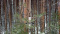 Telecommunication cable in the shape of a heart in front of a winter forest