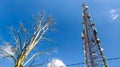 telecommunications towers and dry tree branches under a blue sky Royalty Free Stock Photo