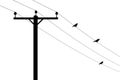 Telegraph pole with perching birds