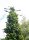 Telegraph pole and vegetation Royalty Free Stock Photo