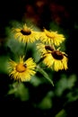 Telekia speciosa - Heartleaf Oxeye Daisy