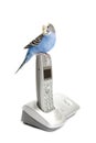 Telephone with budgie