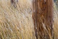 Telephone Pole and Grass Royalty Free Stock Photo
