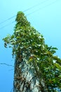 Telephone pole overgrown with large green vines and beautiful leaves against a blue sky Royalty Free Stock Photo