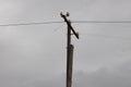 A telephone pole showing the remains of stolen wires