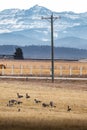 Telephone pole with wires on a country road overlooking prairie fields and Canadian rocky mountains with migrating geese feeding Royalty Free Stock Photo