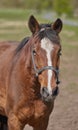 A telephoto of a beautiful horse. Close-up of the muzzle of a brown horse with a white spot in the Park in the Royalty Free Stock Photo