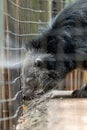 Telephoto of a Binturong Animal