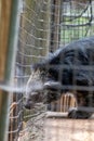 Telephoto of a Binturong Animal