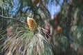 Closeup of Sprind seed pod on long needled pine