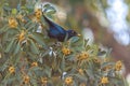 Cape glossy starling