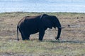 African Elephant in Chobe National Park Royalty Free Stock Photo
