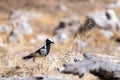 Blacksmith Lapwing in Etosha