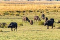 Buffalos grazing on the banks of the Chobe river