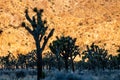 Joshua Trees against a gold-colored rock Royalty Free Stock Photo