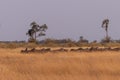 A herd of Zebras roaming the Okavango Delta