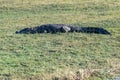 Crocodile resting on the banks of the Chobe river Royalty Free Stock Photo