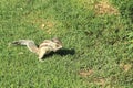 Young Squirrel Eating . Royalty Free Stock Photo