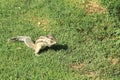 Young Squirrel Eating .